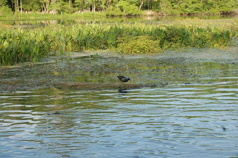 Bridge  - Spring 2006 062.JPG - A Moorhen.